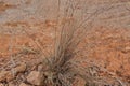 Lepidosperm trees are grass plants that have died in arid land