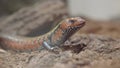 Lepidothyris Fernandi or Fire Skink close-up shot.