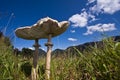 Lepiota Macrolepiota procera, parasol mushroom in the grass Royalty Free Stock Photo