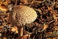 Lepiota procera mushroom Royalty Free Stock Photo