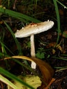 The parasol mushroom Macrolepiota procera or Lepiota procera growing in the forest. Royalty Free Stock Photo