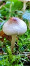 Lepiota tiny mushroom, toadstool, in damp grass. Royalty Free Stock Photo