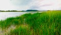 Lepironia articulata field with lake and nature landscape