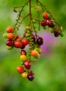 Lepisanthes rubiginosa fruit branch close up, colorful and sweet tropical fruits, ripe and ready to harvest Royalty Free Stock Photo