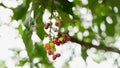 Lepisanthes rubiginosa fruit branch, colorful and sweet tropical fruits, ripe and ready to harvest Royalty Free Stock Photo