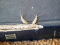 lepisma on the tattered cover of an old book. Pest books and newspapers. Insect feeding on paper - silverfish, lepisma Royalty Free Stock Photo