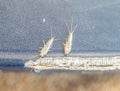 lepisma on the tattered cover of an old book. Pest books and newspapers. Insect feeding on paper - silverfish, lepisma Royalty Free Stock Photo