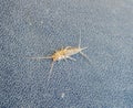 lepisma on the tattered cover of an old book. Pest books and newspapers. Insect feeding on paper - silverfish, lepisma Royalty Free Stock Photo