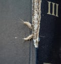 lepisma on the tattered cover of an old book. Pest books and newspapers. Insect feeding on paper - silverfish, lepisma Royalty Free Stock Photo
