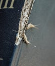 lepisma on the tattered cover of an old book. Pest books and newspapers. Insect feeding on paper - silverfish, lepisma Royalty Free Stock Photo