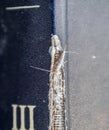 lepisma on the tattered cover of an old book. Pest books and newspapers. Insect feeding on paper - silverfish, lepisma Royalty Free Stock Photo