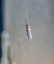 lepisma on the tattered cover of an old book. Pest books and newspapers. Insect feeding on paper - silverfish, lepisma Royalty Free Stock Photo