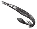 Lepisosteus osseus or longnose gar, vintage engraving Royalty Free Stock Photo