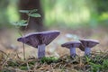 Lepista nuda commonly known as wood blewit in forest