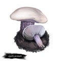 Lepista personata digital art illustration. Clitocybe saeva mushroom watercolor print realistic drawing. Tricholoma amethystinum