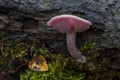 Lepista sordida or Sordid blewit growing on the dead trunk of a tree. Spain