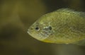 Lepomis gibbosus or pumpkinseed sunfish 2 Royalty Free Stock Photo