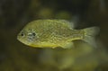 Lepomis gibbosus or pumpkinseed sunfish Royalty Free Stock Photo