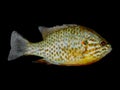 lepomis pumpkinseed fish an invasive species Royalty Free Stock Photo