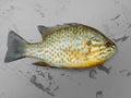 lepomis pumpkinseed fish an invasive species Royalty Free Stock Photo