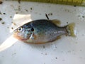 lepomis pumpkinseed fish an invasive species Royalty Free Stock Photo