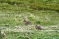 Leporidae, a pair of two Hares sitting on the gras of a green meadow in Torres del Paine.