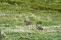 Leporidae, a pair of two Hares sitting on the gras of a green meadow in Torres del Paine.