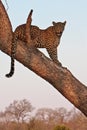 Leppard in tree