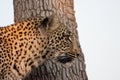 Leppard in tree Royalty Free Stock Photo