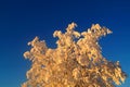 LeppÃÂ¤jÃÂ¤rvi in Winter and birch tree Royalty Free Stock Photo