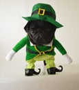 Leprechaun pug dog Royalty Free Stock Photo