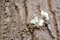 Leprose crustose lichen on bark tree trunk. abstract close-up nature background Royalty Free Stock Photo