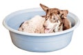 Dirty Leprosy skin dog lay in plastic bucket isolated on white