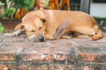 Leprosy dog sleeping