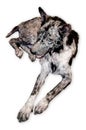 Leprosy skin sick street dog - Rabies infection risk dog on white background