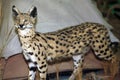 Leptailurus serval big cat head shot closeup