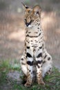 Leptailurus serval. A portrait of a serval sitting in the green grass. Wild cat native to Africa. Black dotted beige brown big