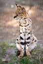 Leptailurus serval. A portrait of a serval sitting in the green grass. Wild cat native to Africa. Black dotted beige brown big