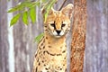 Leptailurus Serval Wild Cat