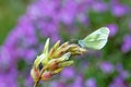 Leptidea duponcheli , the eastern wood white butterfly