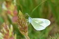 Leptidea duponcheli , the eastern wood white butterfly Royalty Free Stock Photo