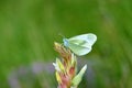 Leptidea duponcheli , the eastern wood white butterfly