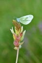 Leptidea duponcheli , the eastern wood white butterfly