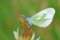 Leptidea duponcheli , the eastern wood white butterfly