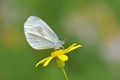 Leptidea duponcheli , the Eastern wood white butterfly Royalty Free Stock Photo