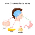 Hormones that regulate metabolism, appetite, satiety and hunger Royalty Free Stock Photo