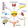 Leptin hormone effects Royalty Free Stock Photo