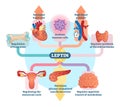 Leptin hormone role in schematic vector illustration diagram. Educational medical information. Royalty Free Stock Photo