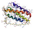 Leptin, the human obesity protein