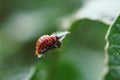 Leptinotarsa decemlineata or Colorado beetle sits on a leaf of potatoes